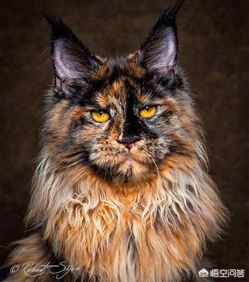 缅因猫兽:最好看的银虎斑缅因猫长什么样子？
