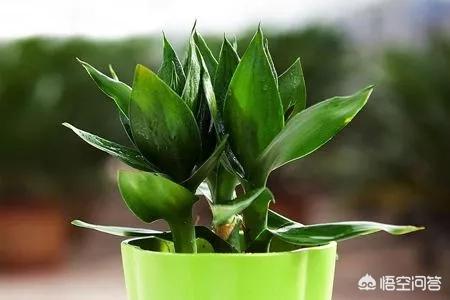 小富贵竹的养殖方法和注意事项:富贵竹的繁殖方法和养殖技巧？