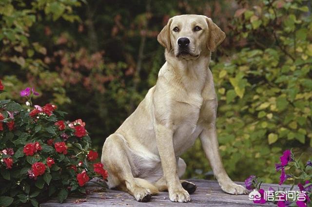 小巴哥犬感冒:泰迪感冒什么时候能好，狗狗感冒需要注意什么？