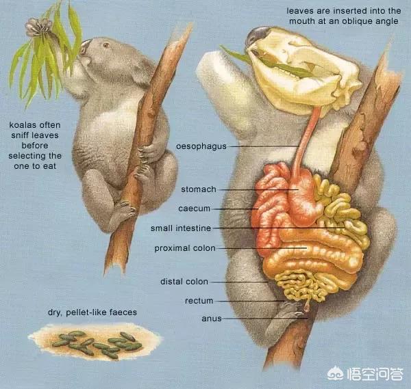 蜜袋鼯有何具体习性，考拉又笨又懒还嗜睡，是吃毒树叶毒傻了吗