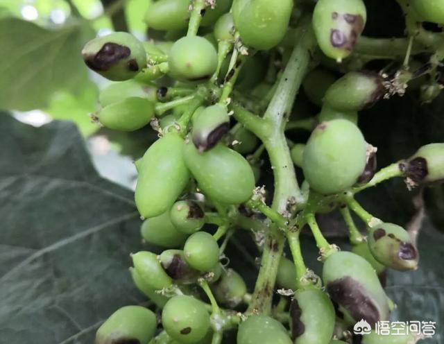 葡萄树的害虫有哪些:葡萄出现黑果病是什么原因？