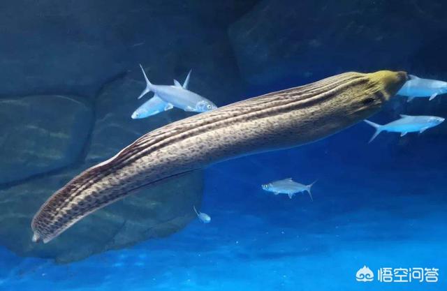 世界十大水怪，传说中几十米长的大海蛇，到底存不存在