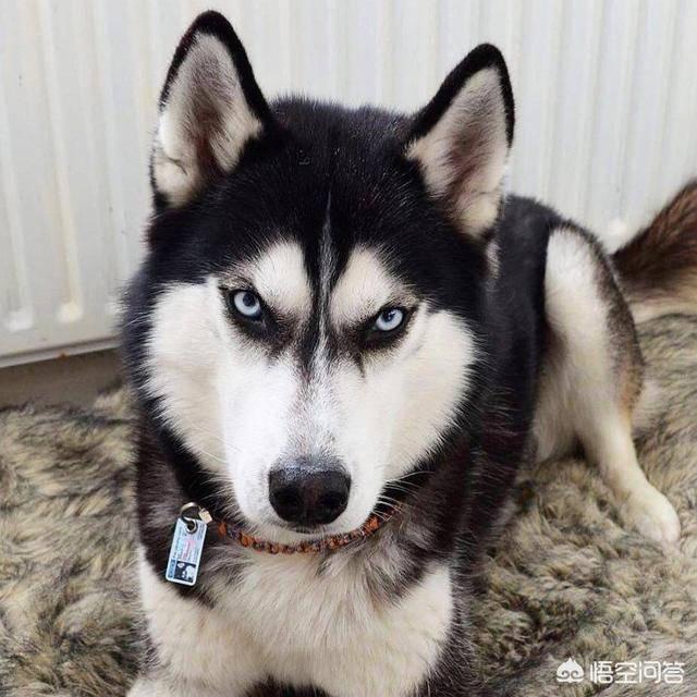 狗狗心事 最后一段:如果狗狗心情不好怎么办？