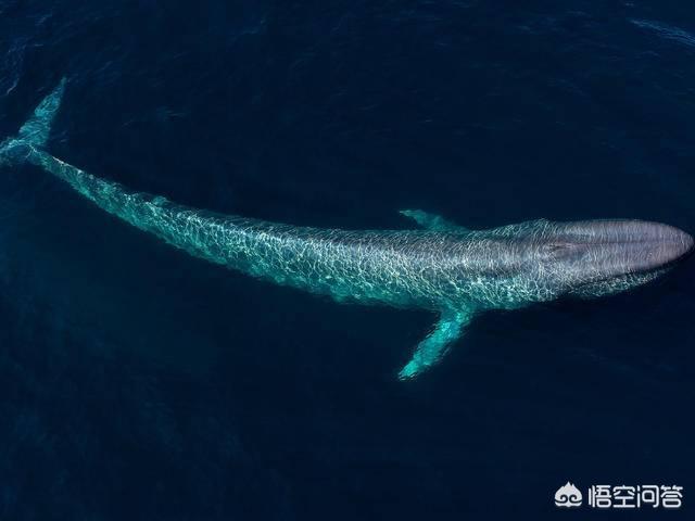 蓝鲸一口可以吞下多少吨的水呢？有相关实验吗？