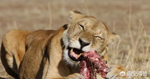 為什麼感覺肉食動物吃生肉不怕寄生蟲