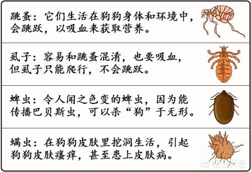 边牧怎么用犬虫一扫光:边境牧羊犬真的是最聪明的狗狗吗？有多聪明？