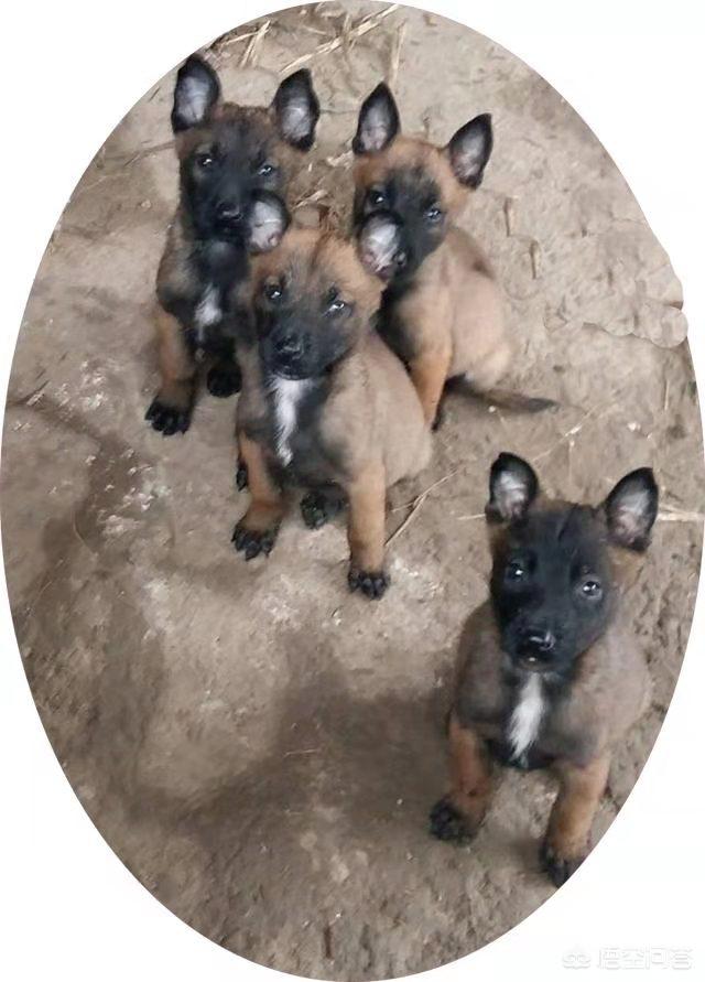 犬心保怎么喂给狗狗吃:泰迪狗吃避孕药后四五天了，己呕吐30小时，怎么治疗？