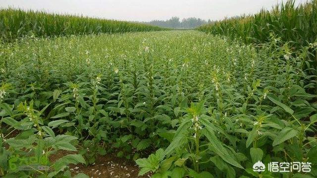 农村的田间地头边角之地,都爱种植一些芝麻,芝麻如何种植管理？