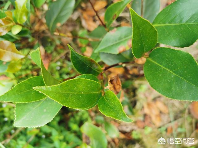 茶花常见病与治疗方法,我家的茶花夏季总是生病，应该如何养护？