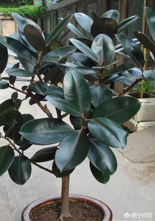 头条问答 盆栽的橡胶树该怎么养 易经八卦奇门遁甲的回答 0赞