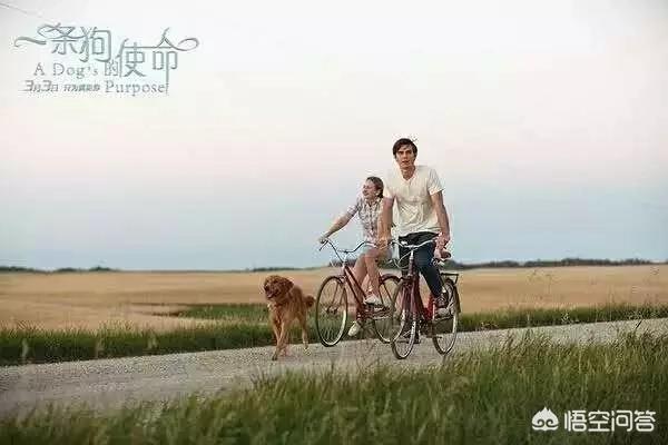 高清播放纪录片爱与狗同行:“爱狗人士”能够与国内普通的市井生活和谐相处吗？ 爱与狗同行纪录片完整版