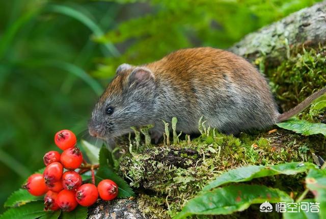 头条问答 - 养殖老鼠的发展前景会如何?(37个回答)