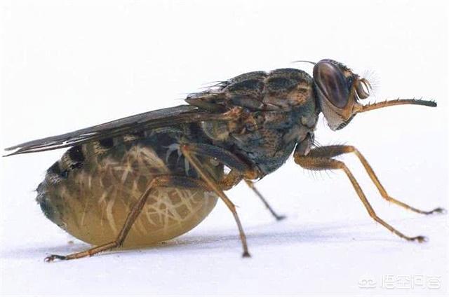 蒙古死亡之虫:草中能导致人死亡的虫子有哪些