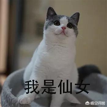 世界上最好看的猫咪有多好看，世界上的四大名猫是什么猫？为什么？