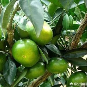 水果大战害虫:家里水果烂了，出现很多小虫子到处飞，有什么好办法处理？