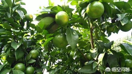 水果大战害虫:家里水果烂了，出现很多小虫子到处飞，有什么好办法处理？