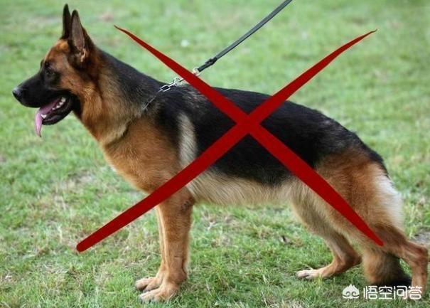 德国牧羊犬属于禁养犬吗，在国内，有哪些犬种是已经被禁养的呢