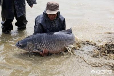 水族疾病防治:如何做好观赏鱼水霉病的防治工作？