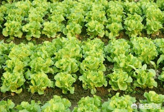 络氨铜治疗软腐病:农民大棚种植莴苣，怎样防治高温引发软腐病？