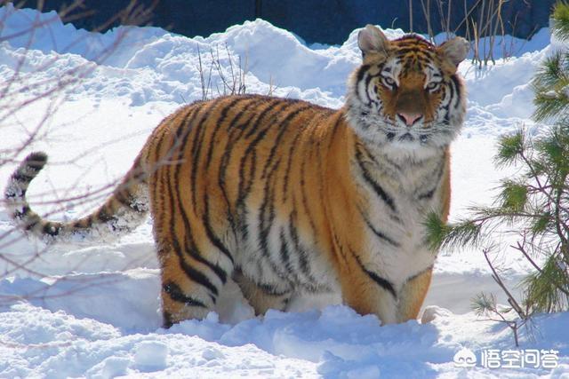 美洲长尾虎猫那里可以买到:南美洲野外没有老虎生存吗，为什么？