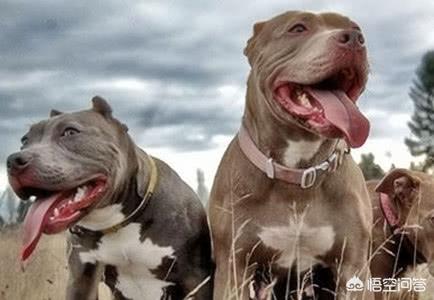 比特犬咬死藏獒视频:给你两万块钱，再给你一把刀，你愿意和两只比特犬搏斗吗？