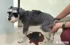 色狗狗:狗狗不同的尿液颜色都提示着什么疾病？ 白色狗狗