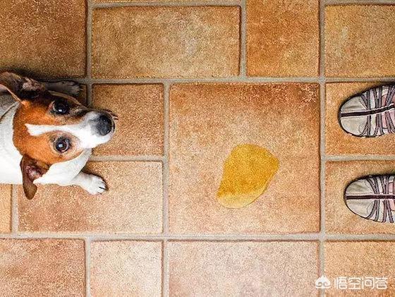 色狗狗:狗狗不同的尿液颜色都提示着什么疾病？ 白色狗狗