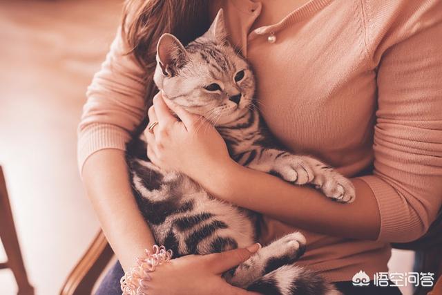 淘宝捉猫猫任务大全:如何解决猫咪抓家具的问题？