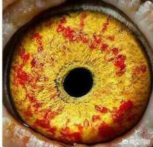 信鸽眼砂重要吗:为什么判断信鸽的好坏要看它的眼睛，怎样判断信鸽的好坏？