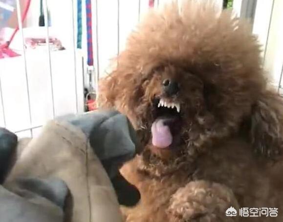 泰日天gif日空气:为什么养贵宾犬别养公的？