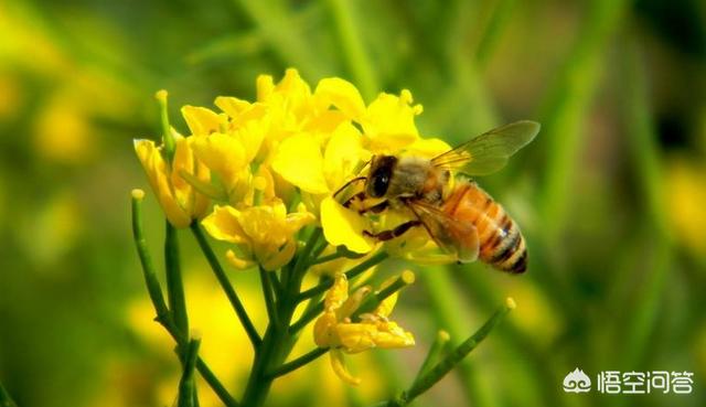 头条问答 当蜜蜂工作时 遇到暴风雨 它如何保护它的花粉 5个回答