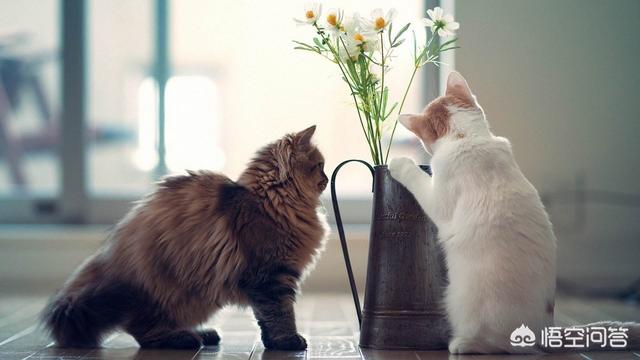 怎么确定猫认主人了咕噜咕噜:猫喜欢主人有什么表现，怎么知道猫喜不喜欢自己？