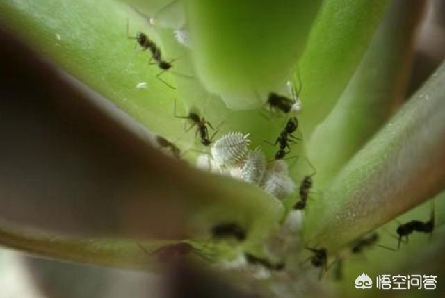 介壳虫:介壳虫对人体有影响吗 随着天气变冷，蚧壳虫会自动死掉或者消失吗？