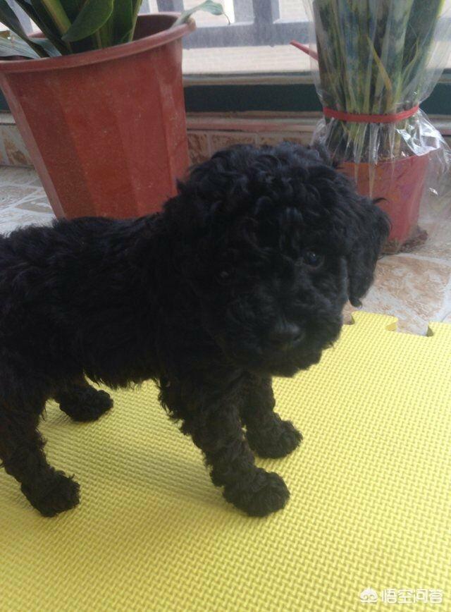 一个月贵宾犬图片欣赏:一个月大的贵宾犬该怎么照顾合适呢？