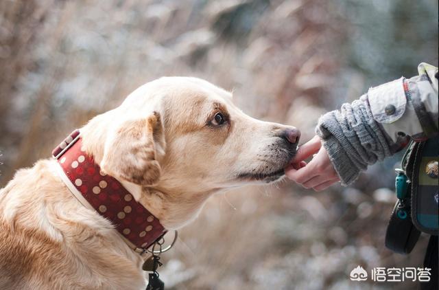 犬姊妹:狗会想自己的兄弟姐妹吗？
