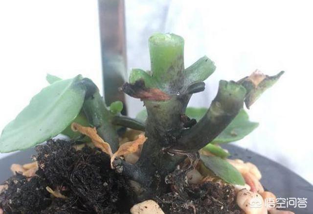 长寿花的繁殖方法大全:长寿花扦插需要先晾伤口吗？