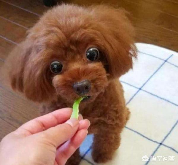 灰色的小贵宾狗怎么养:哪些颜色的贵宾犬最多人养呢？