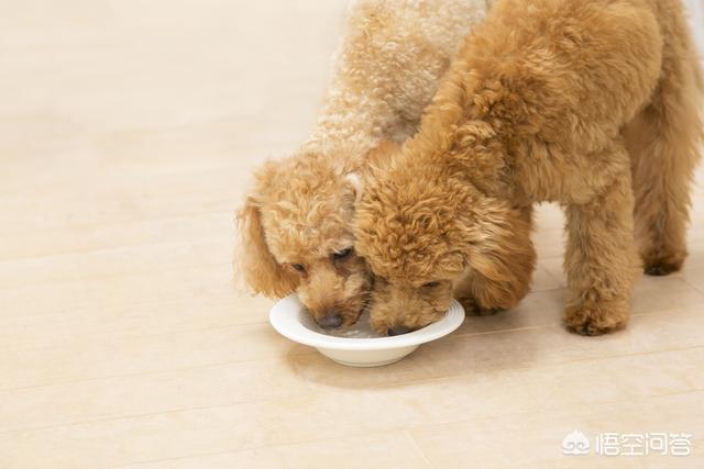 如何知道身上招东西了,如何判断泰迪身上有没有跳蚤？