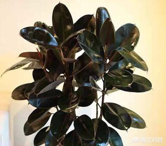 印度橡皮树园林应用:盆栽橡皮树多长时间浇水施肥？秋冬季应该怎么养？