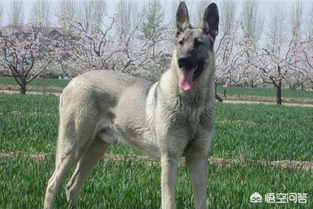 东北长毛狼青犬图片大全:二战时期，日军的狼青犬是如何培育出来的？