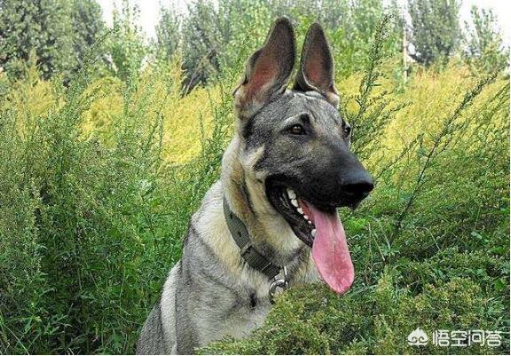 东北长毛狼青犬图片大全:二战时期，日军的狼青犬是如何培育出来的？