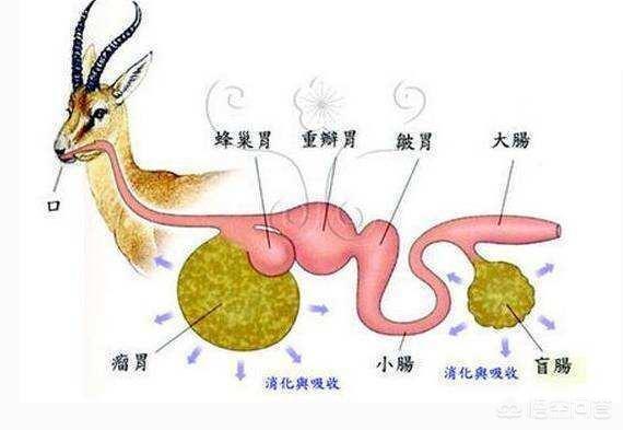 猫主食罐:五个月的猫能吃罐头吗?胃会不会不适应？