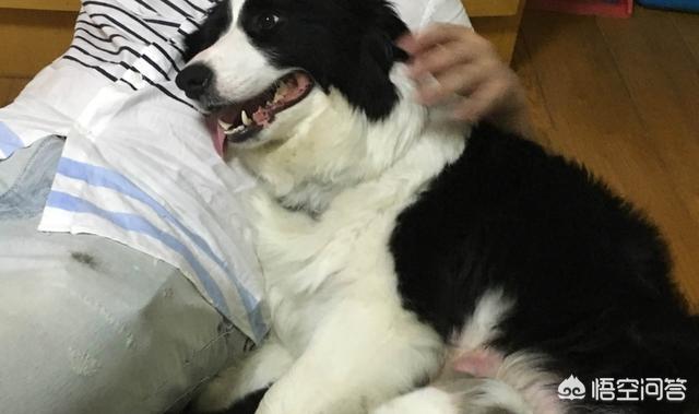 天生无脖牧羊犬遭弃:养边牧，生活会发生什么样的变化吗？