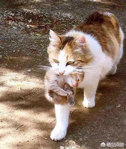 母猫会养小猫吗:为什么母猫会把小猫叼到主人面前？