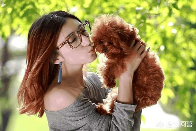 怎么训泰迪狗叫妈妈:你家泰迪犬把你当妈妈吗？怎么样可以看出来？