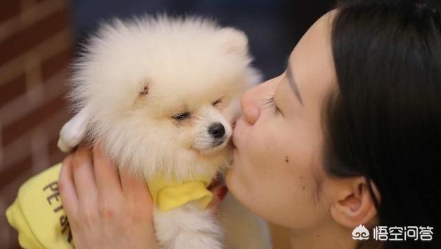 博美犬图片:宠主饲养博美时，有哪些误区呢？