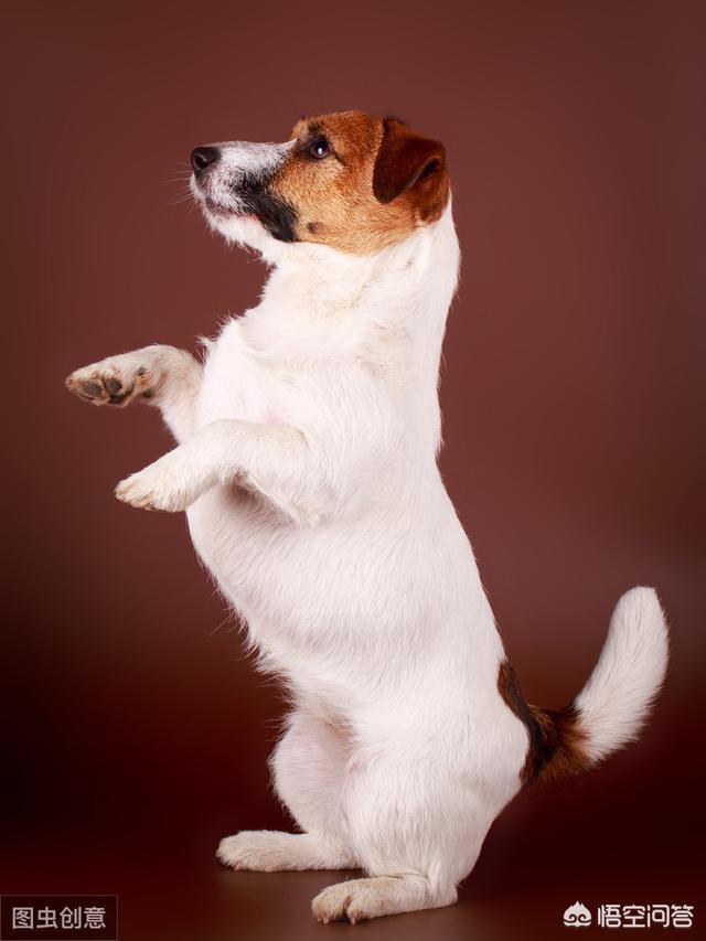 上班族适合养什么狗,上班族可以养拉布拉多犬吗？