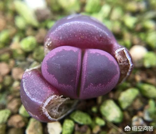 石花是什么样子的,多肉生石花。摄影怎么拍？