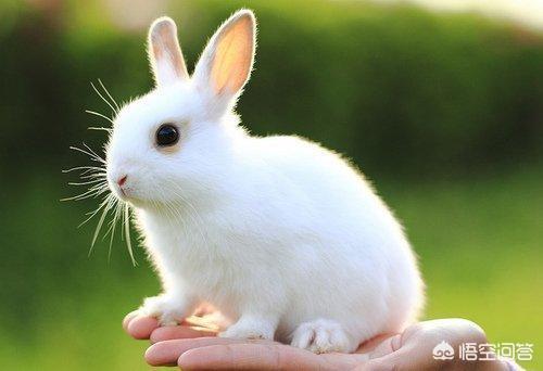 小白兔的资料和特点:描写小白兔外形特点的句子有哪些？