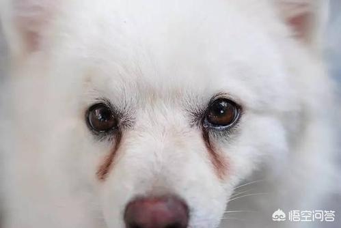 狗狗眼屎多:狗狗老是流眼泪而且眼屎多了是怎么回事？